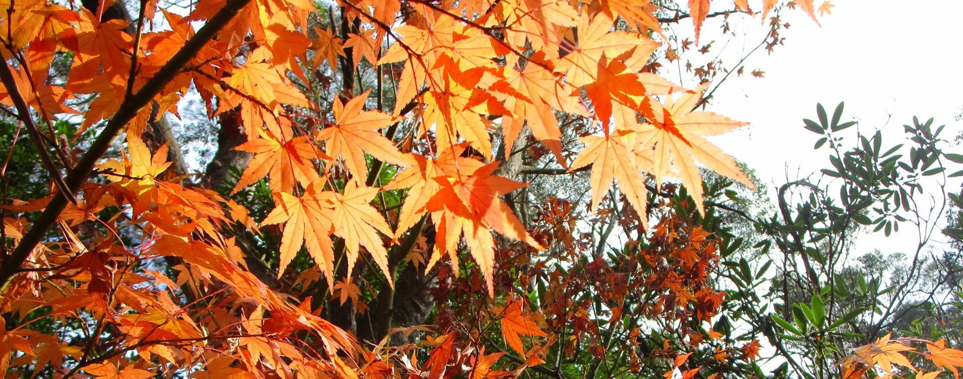 Connect Coaches Garden Tours Image -62b992a26066f